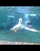 http://hawaiimoa.com/data/editor/2108/thumb-fff54235f49b727ee78dcbfe8b510d56_1629451506_8931_80x100.jpg