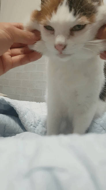 21e6e1d97797d7e7bdafaef9b8ef2e08_1668863084_6659.gif